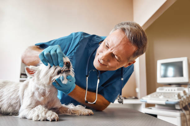 Best Emergency Broken Tooth Repair in Hollis, OK